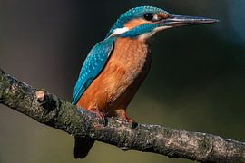 Kingfisher by Rob Jansen