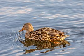 Female mallard duck by t.ART