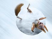 Squirrel Snowball by Martijn Schrijver thumbnail