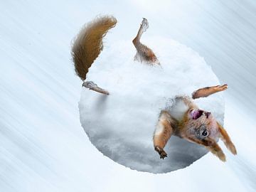 Squirrel Snowball by Martijn Schrijver