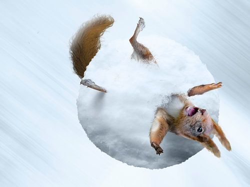Eekhoorn Sneeuwbal leuke dierenprint voor kinderkamer
