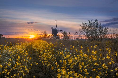Raapzaad Zonsopkomst met Molen