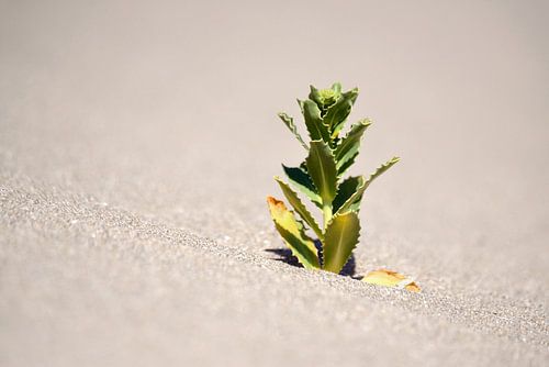 The Lone Green Dweller