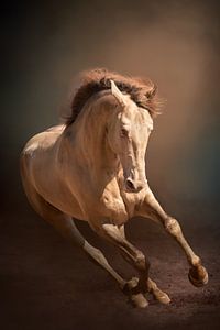 Galop du cheval | Beaux-arts | Photographie de cheval
