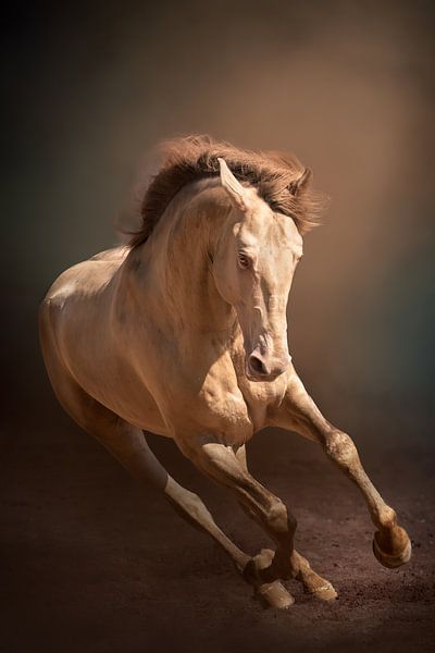 Galloping horse | Fine art | Horse photography by Laura Dijkslag