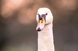 Sonsbeek Park Teil 19