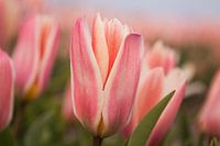The beauty of tulips in spring