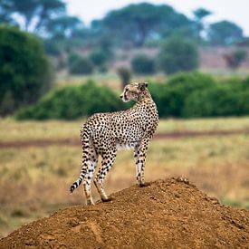 cheetah, Kenya by Jan Fritz