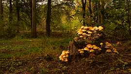 A cluster of wild mushrooms growing on an old tree stump in autumn Fo by Johannes Jongsma
