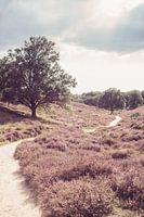 Veluwe pourpre