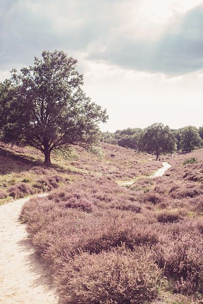 Purple Veluwe by Patrycja Polechonska