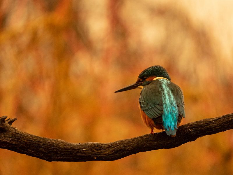 Kingfisher by Wendy Drent
