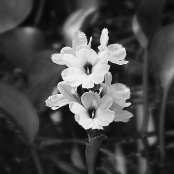 Schwarz-weiß-Foto. Natur mit einer zarten Blüte von Marion Engelhardt