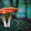 Glühende Fliegenpilze im Wald in einem dunklen Wald von Fotografiecor .nl