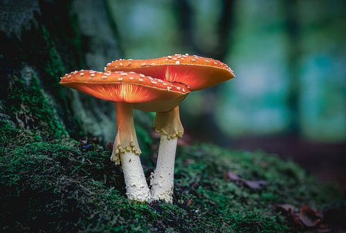 Glowing fly agaric mushrooms in the forest in a dark forest