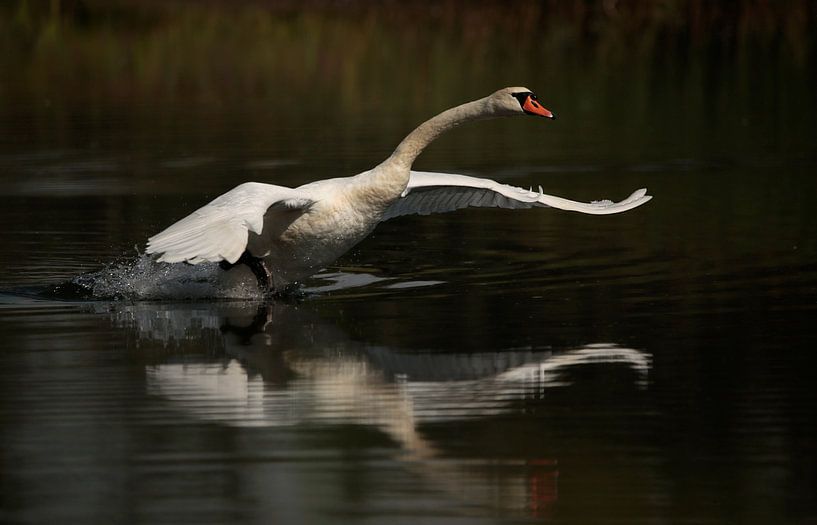 Mute swan by Frank Smedts