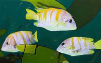 poissons tropicaux jaunes et blancs dans un environnement vert