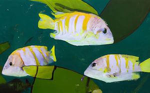 poissons tropicaux jaunes et blancs dans un environnement vert sur Maud De Vries