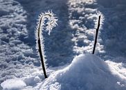 Frosted twig by Adelheid Smitt thumbnail
