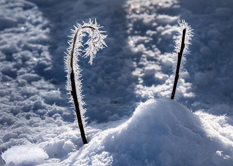 Frosted twig by Adelheid Smitt