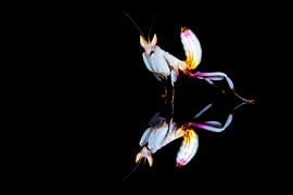 Orchid mantid reflected on a black background