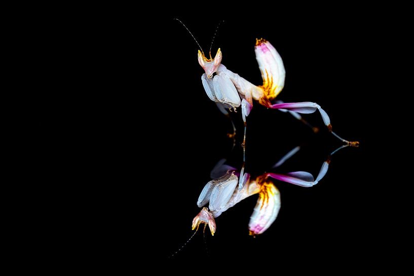 Orchideenmantide spiegelt sich auf schwarzem Grund von Roland Brack