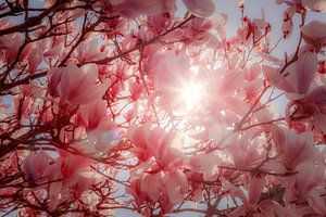 Soleil de printemps