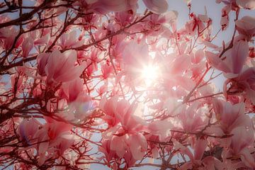 Spring Sun by Jan van der Knaap