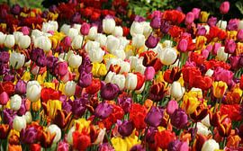 Tulpen uit de Hoofdstad by Wim Popken