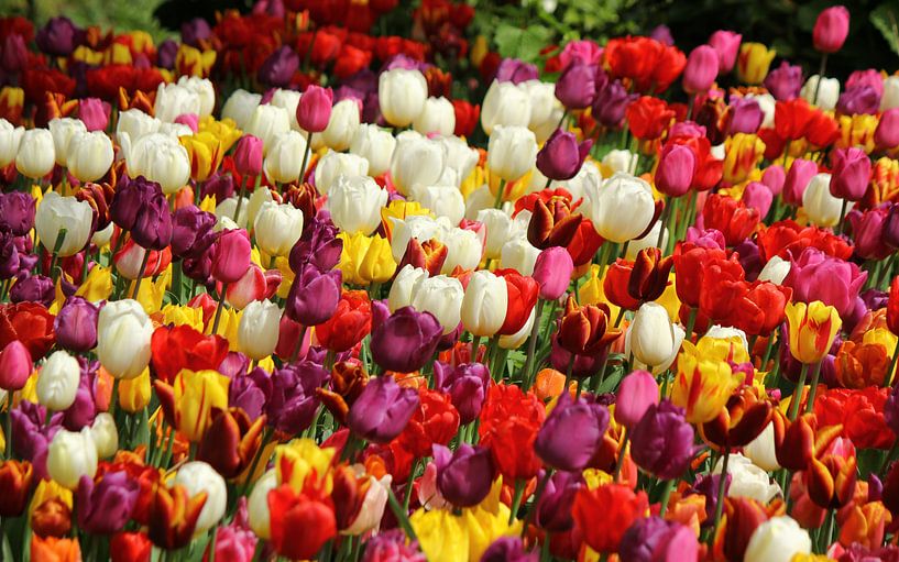 Tulpen uit de Hoofdstad von Wim Popken