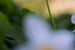 De bosanemoon (Anemone nemorosa) van Lisa Antoinette Photography
