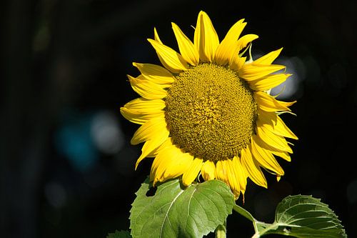 Een zonnebloem