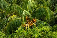 Palmtop