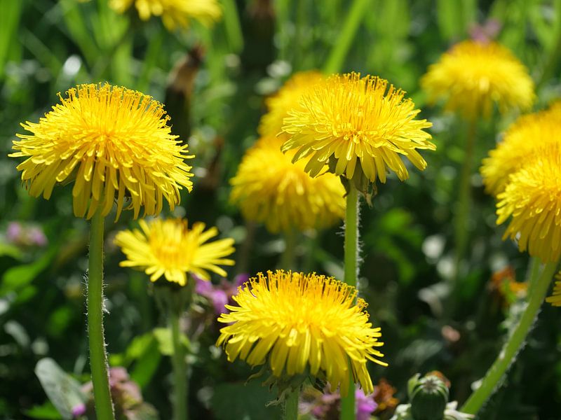 Paardenbloemen by Laura Pickert