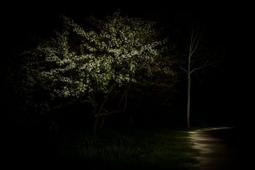 Fleur de nuit blanche