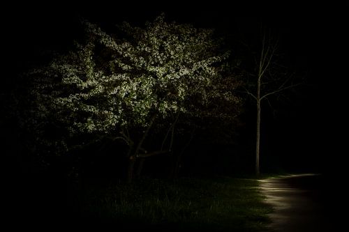 Weiße Nachtblüte von Alain Léon