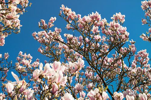 Prachtige magnolia bloemen met als achtergrond een felblauwe hemel