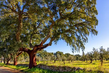 Kurkeiken en olijfbomen in Portugal van Adelheid Smitt