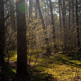 Frühling im Wald #2 von Geert Van Baelen