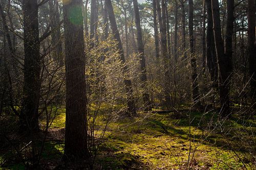 Prille lente in het bos #2