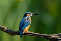 Portrait d'un martin-pêcheur