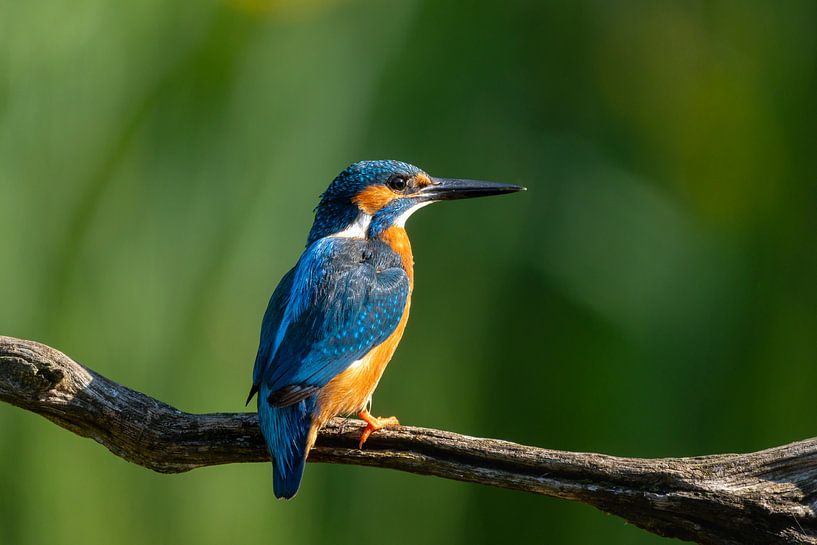 Porträt eines Eisvogels von Jack's Eye