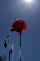 Rode klaprozen in het zonlicht en blauwe lucht