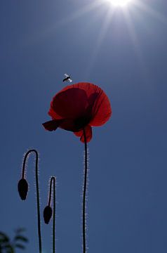 Rode klaprozen in het zonlicht en blauwe lucht van cuhle-fotos