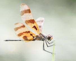Dragonfly by Hennie Zeij