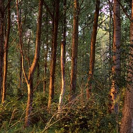 Het Bos van Emre Kanik