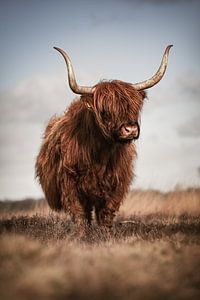 Zäher schottischer Highlander im Winter auf dem Hijkerveld