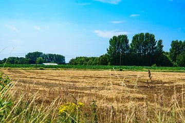 Gemähtes Getreidefeld in der Landschaft von Kristof Leffelaer