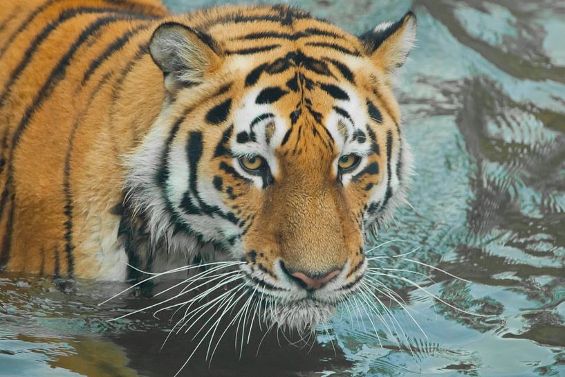 Harsh powerful tiger head. Young beautiful tiger with expressive eyes walks on the water (bathes), P by Michael Semenov