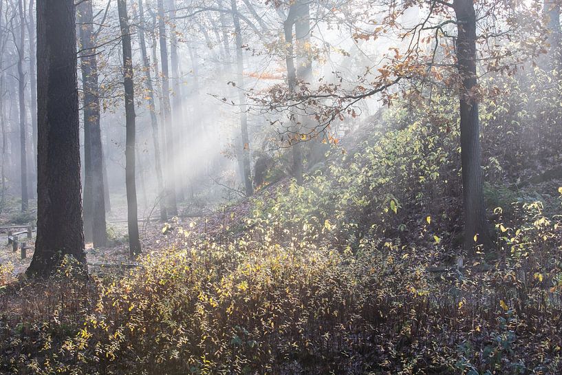 Zonnestralen de Zeister bossen! van Peter Haastrecht, van
